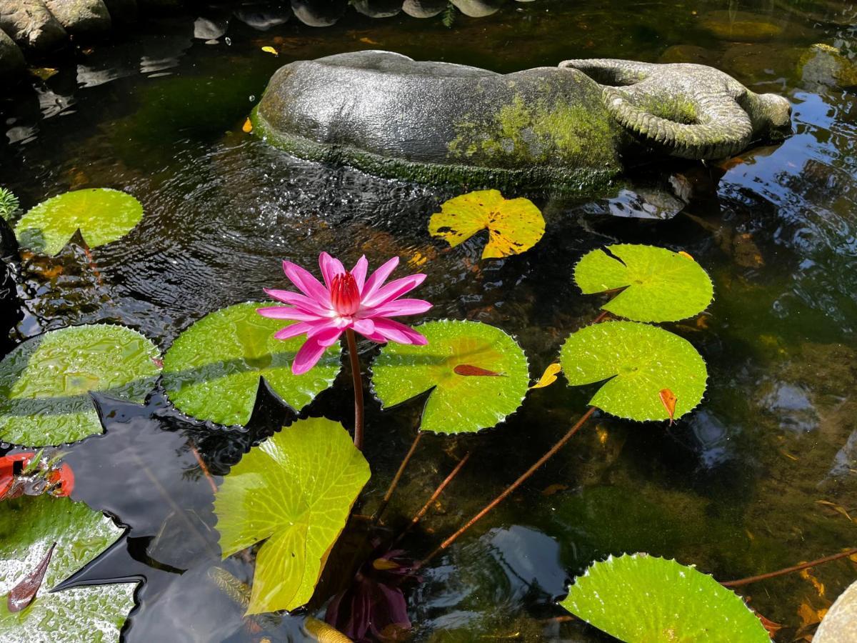 牛奶森林 柏竺山莊bozhu Villa 산이 외부 사진